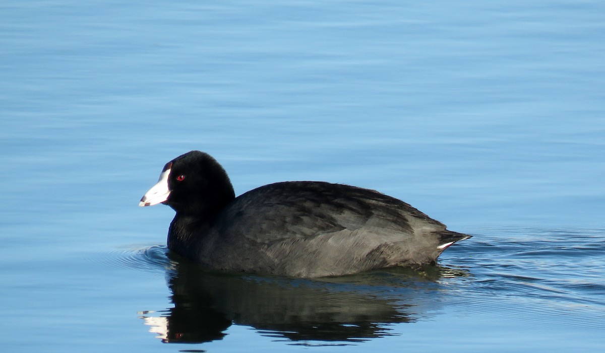 American Coot - Ed Dunn