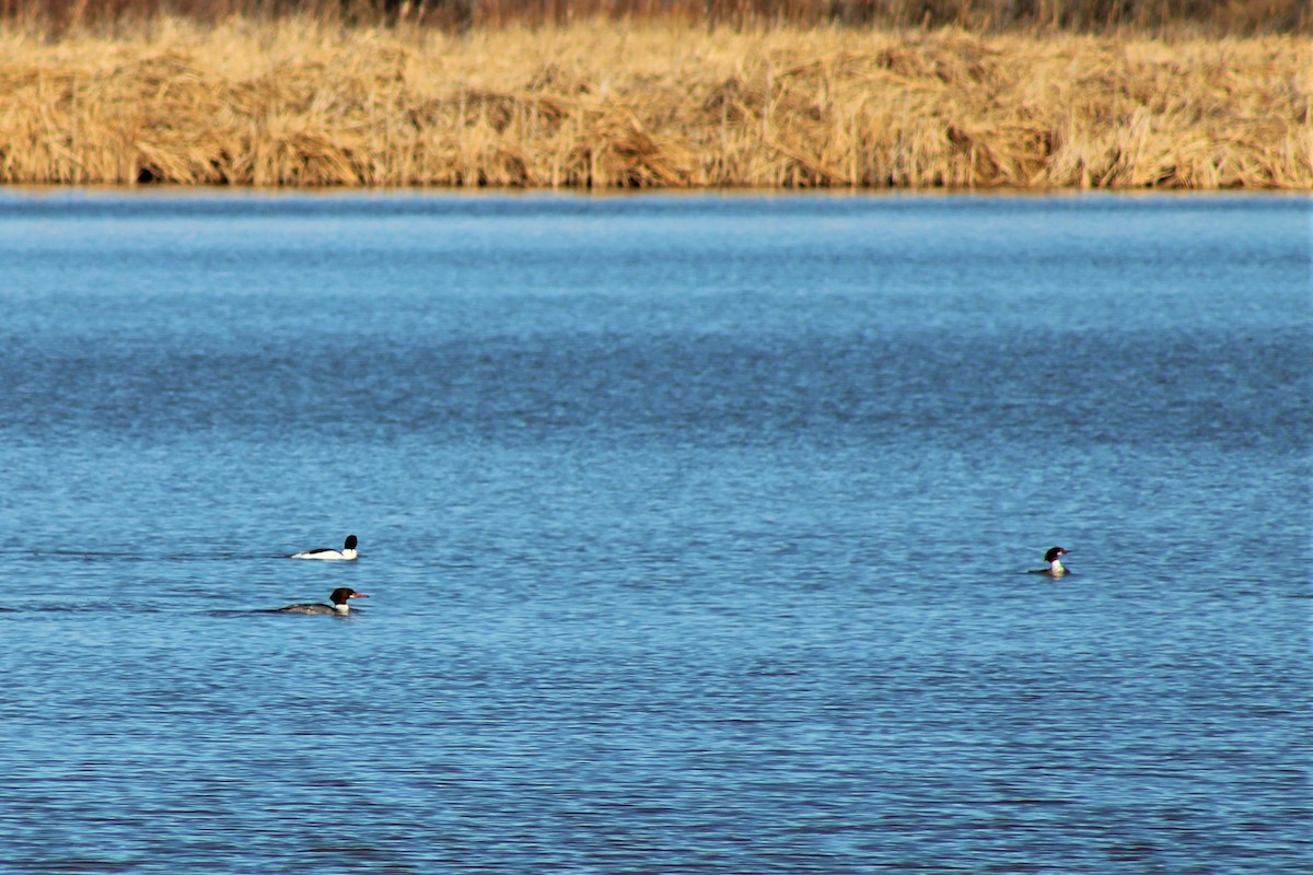 Common Merganser - David Lerwill