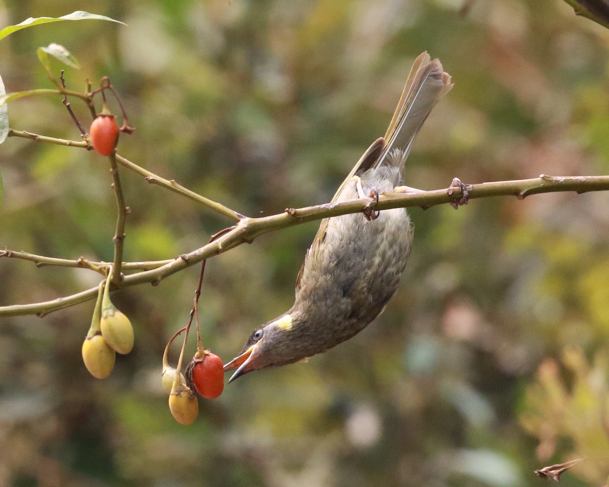 Lewin's Honeyeater - ML199469011