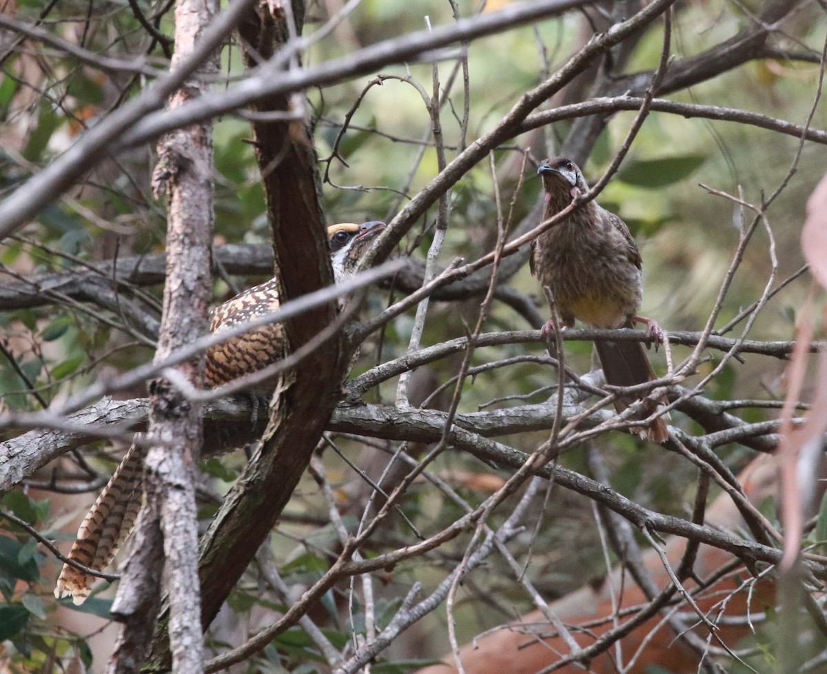 Pacific Koel - ML199469041