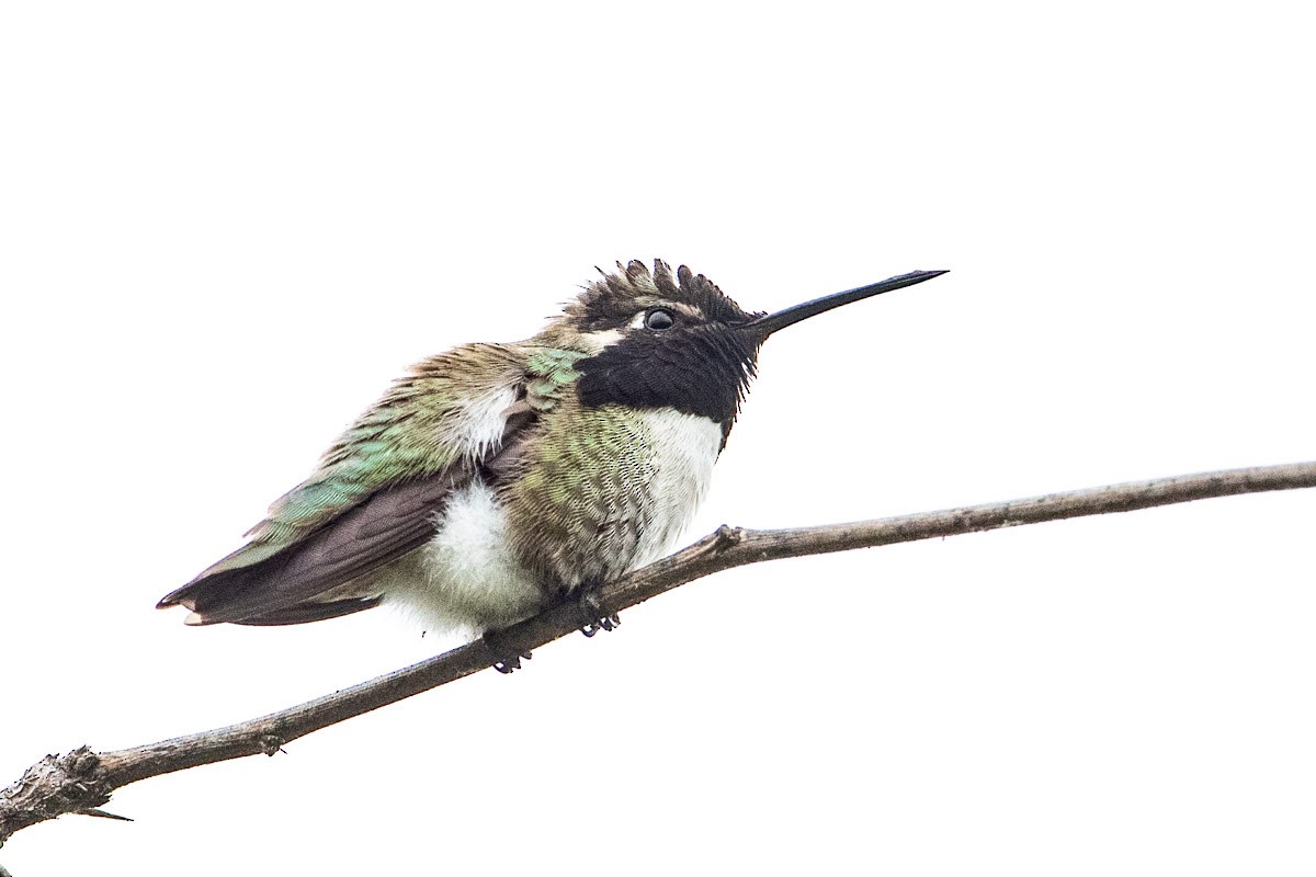 Costa's Hummingbird - ML199469251