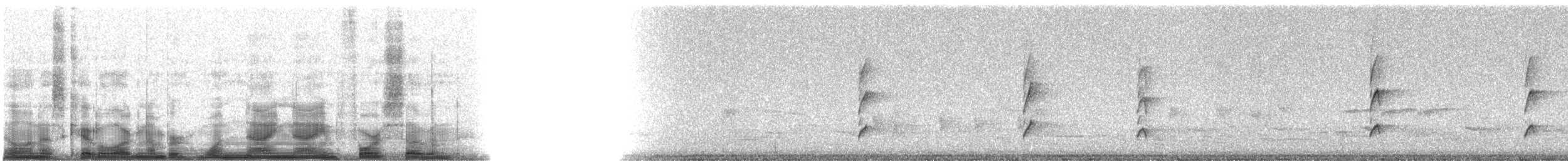 White-throated Spadebill (Eastern) - ML19947