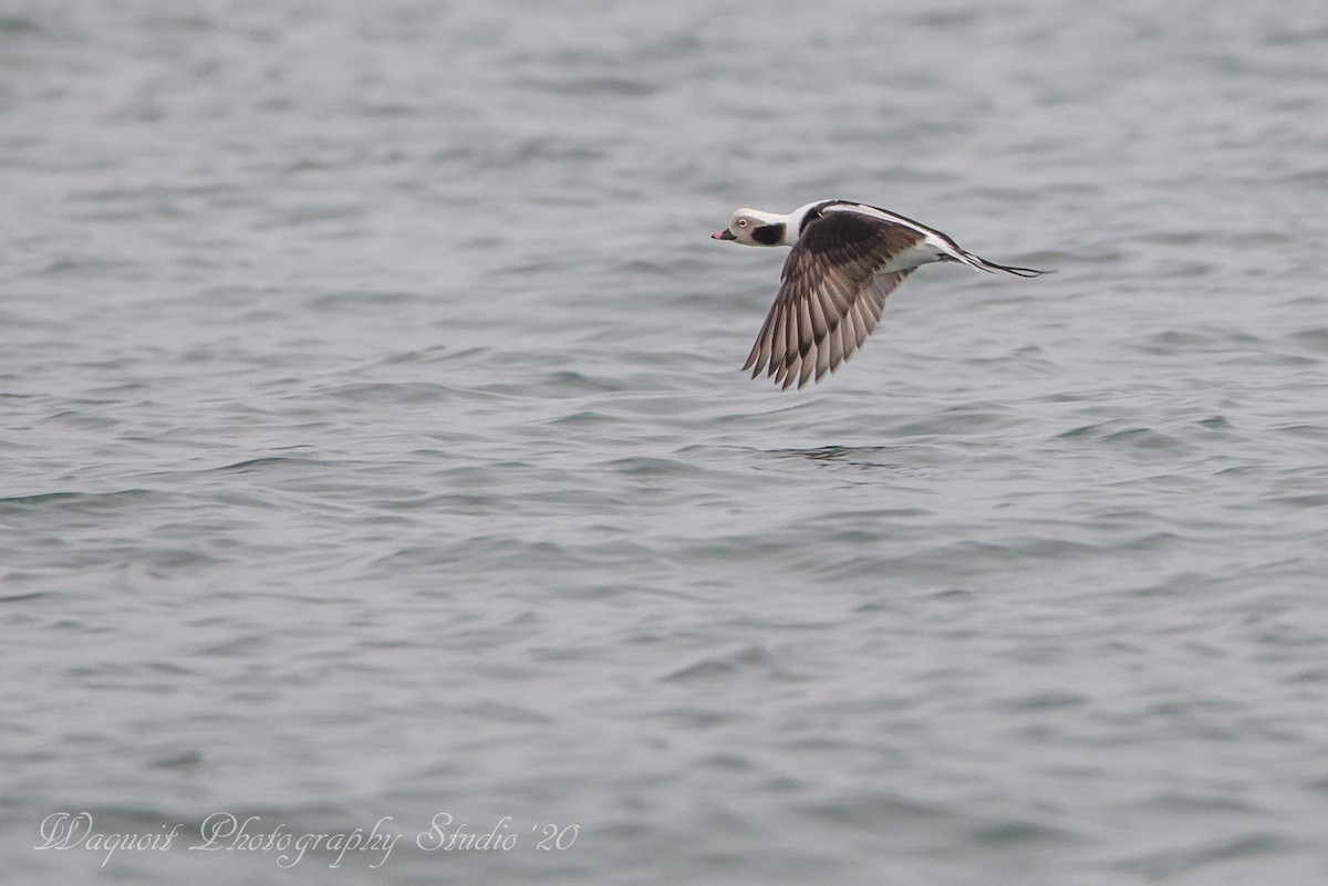 Long-tailed Duck - Kevin Friel