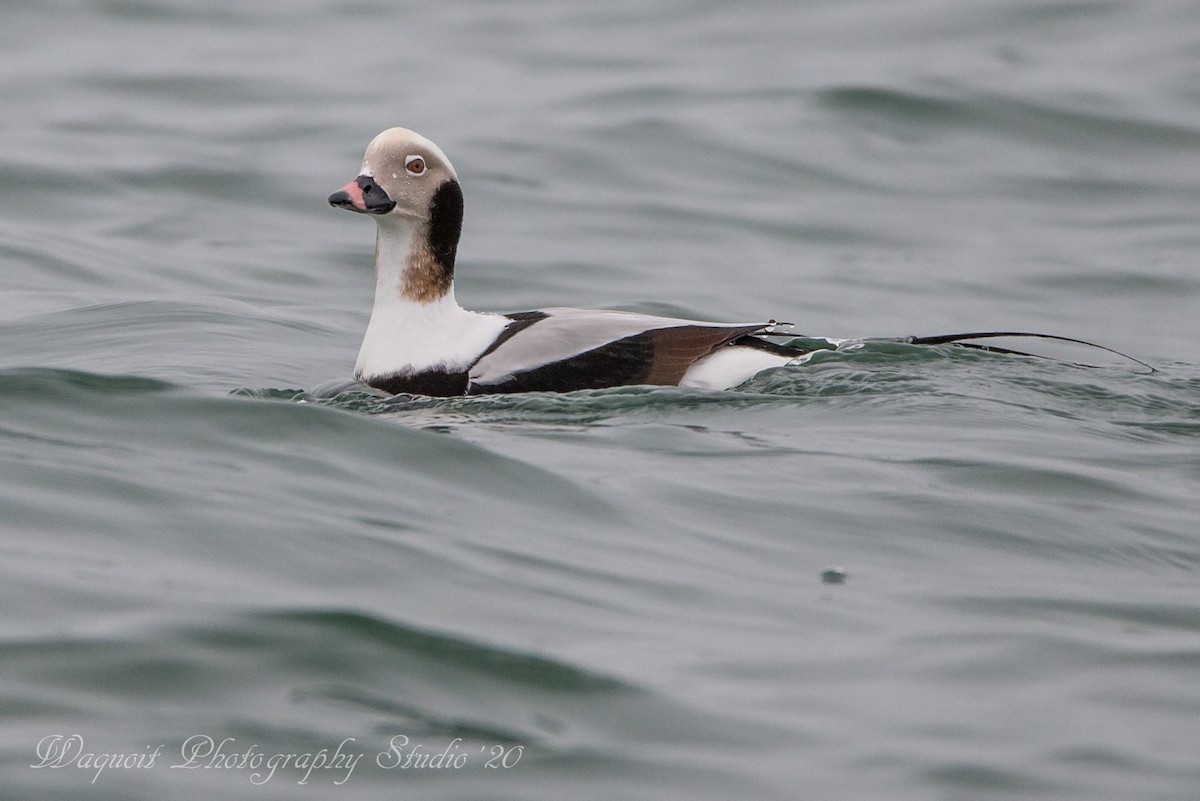 Long-tailed Duck - ML199470681
