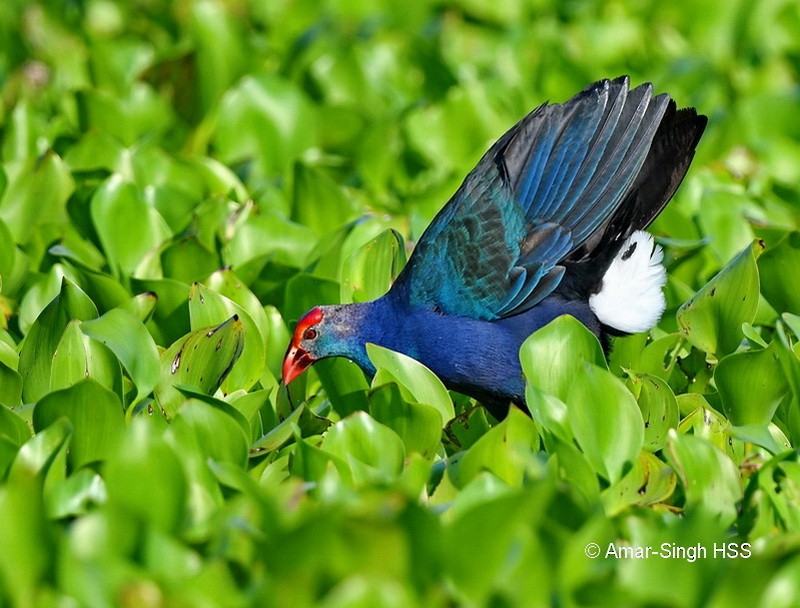 Gray-headed Swamphen - Amar-Singh HSS