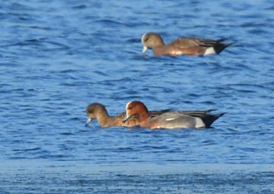 Eurasian Wigeon - Jerry Ting