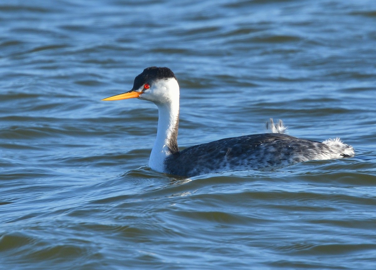 Clark's Grebe - ML199472411