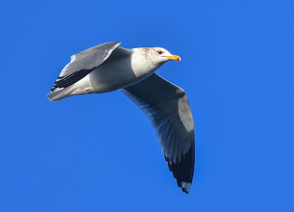 California Gull - Jerry Ting