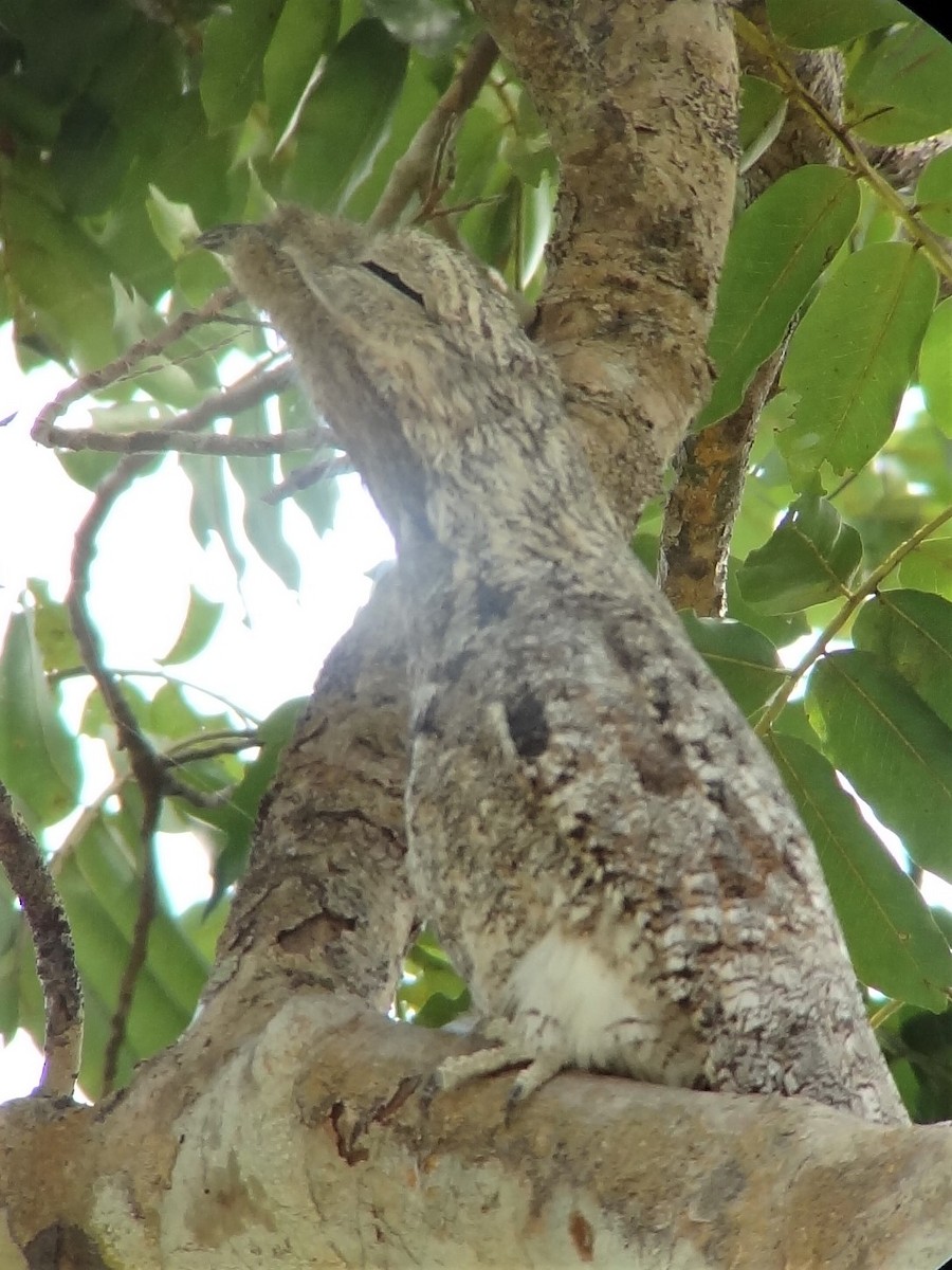 Common Potoo - ML199472631