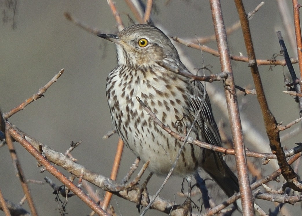 Sage Thrasher - Jerry Ting