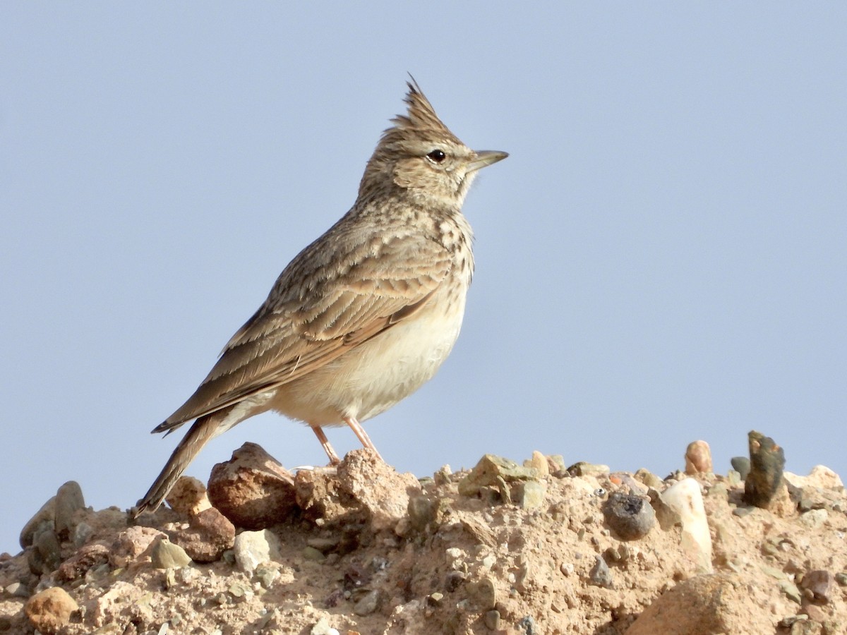 Thekla's Lark - GARY DOUGLAS