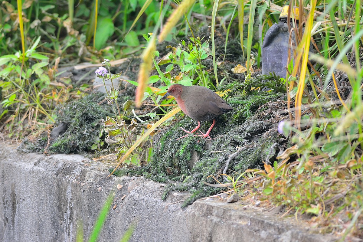 Ruddy-breasted Crake - Weber Tsai