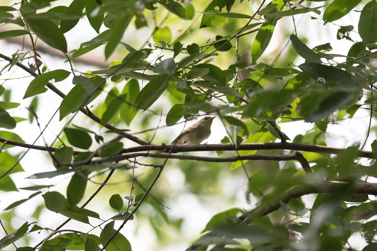 Yellow-browed Warbler - ML199476131