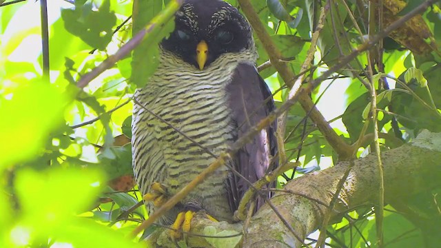 Black-and-white Owl - ML199476431