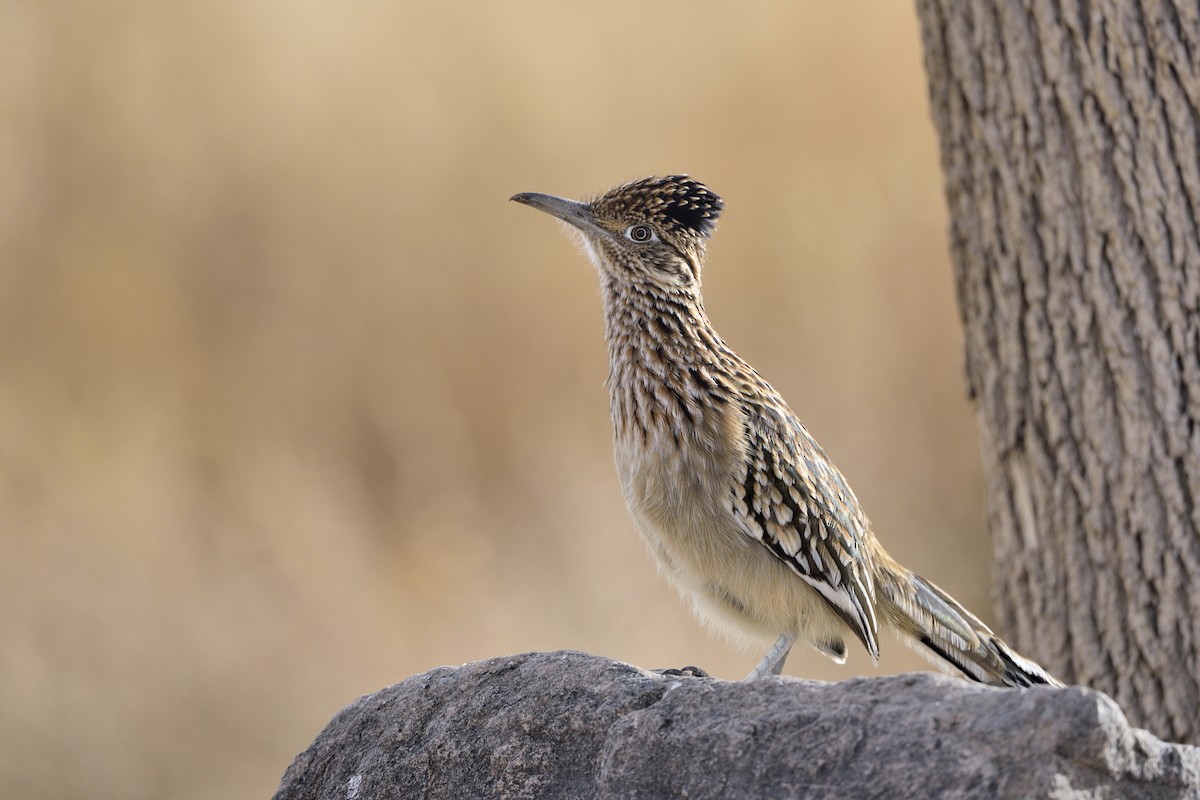 Greater Roadrunner - ML199479881