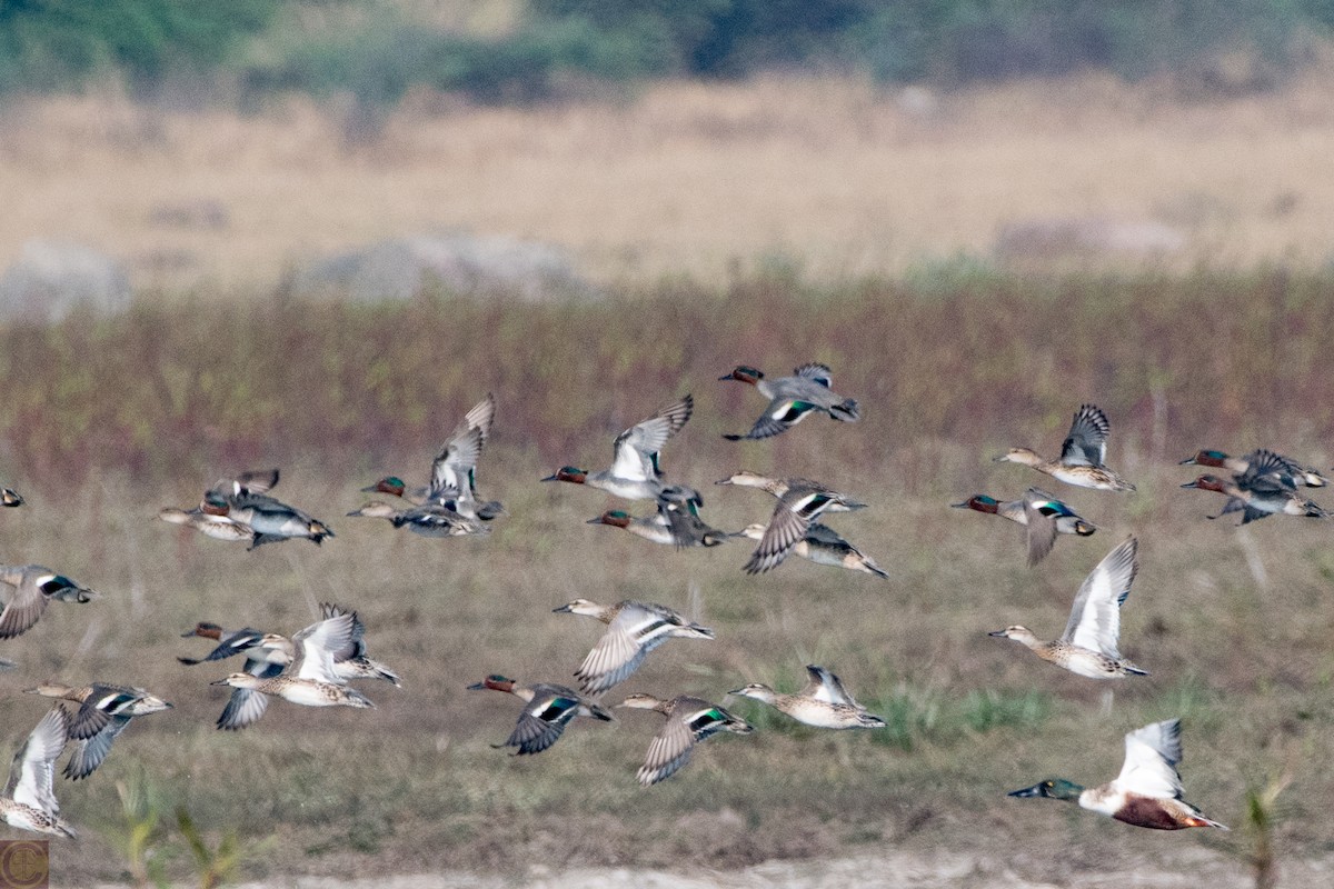 Green-winged Teal - ML199480981