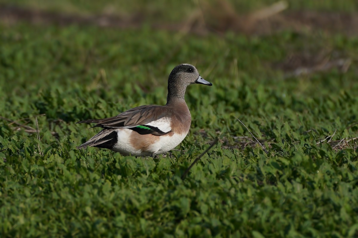 American Wigeon - ML199481871