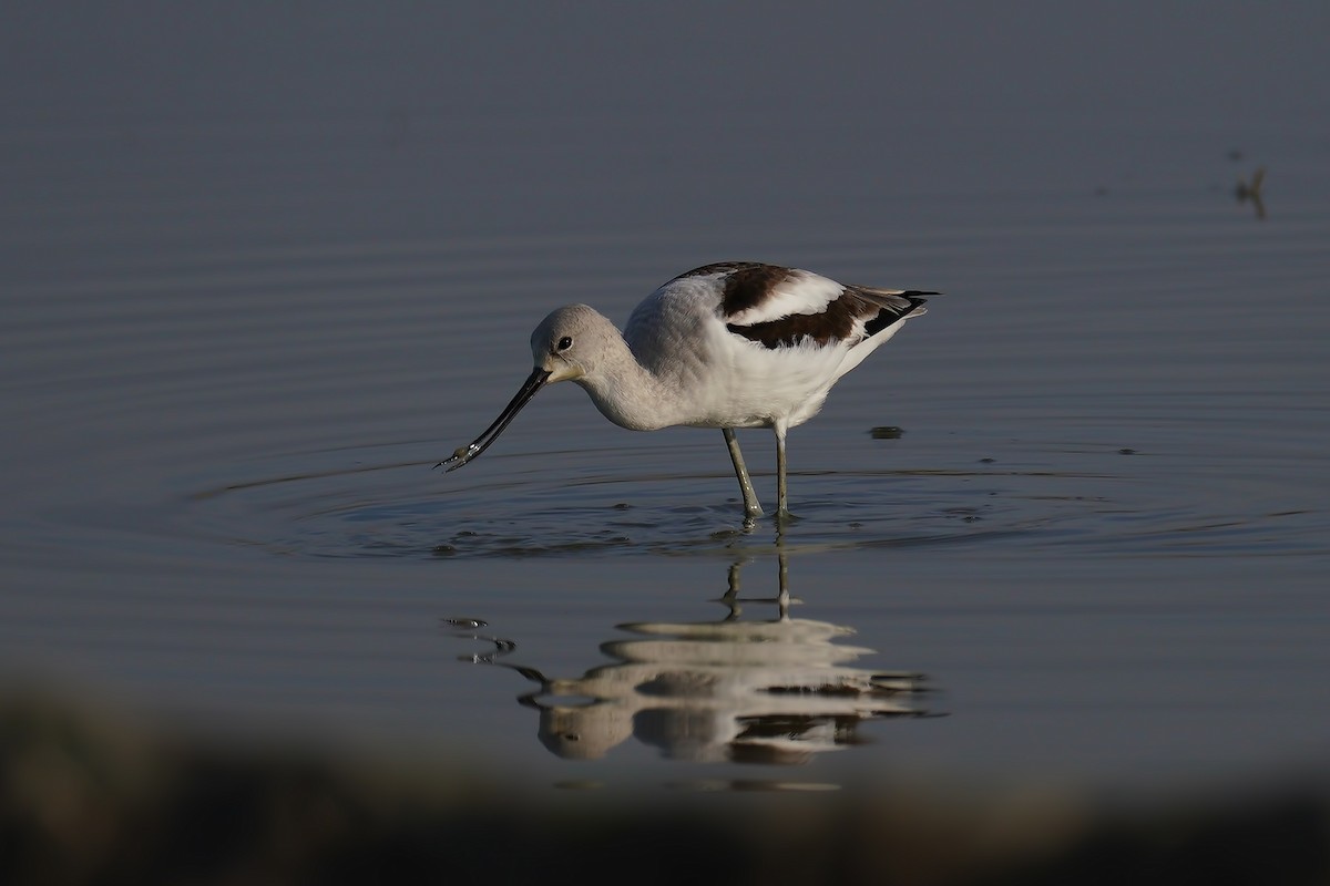 Avoceta Americana - ML199481891