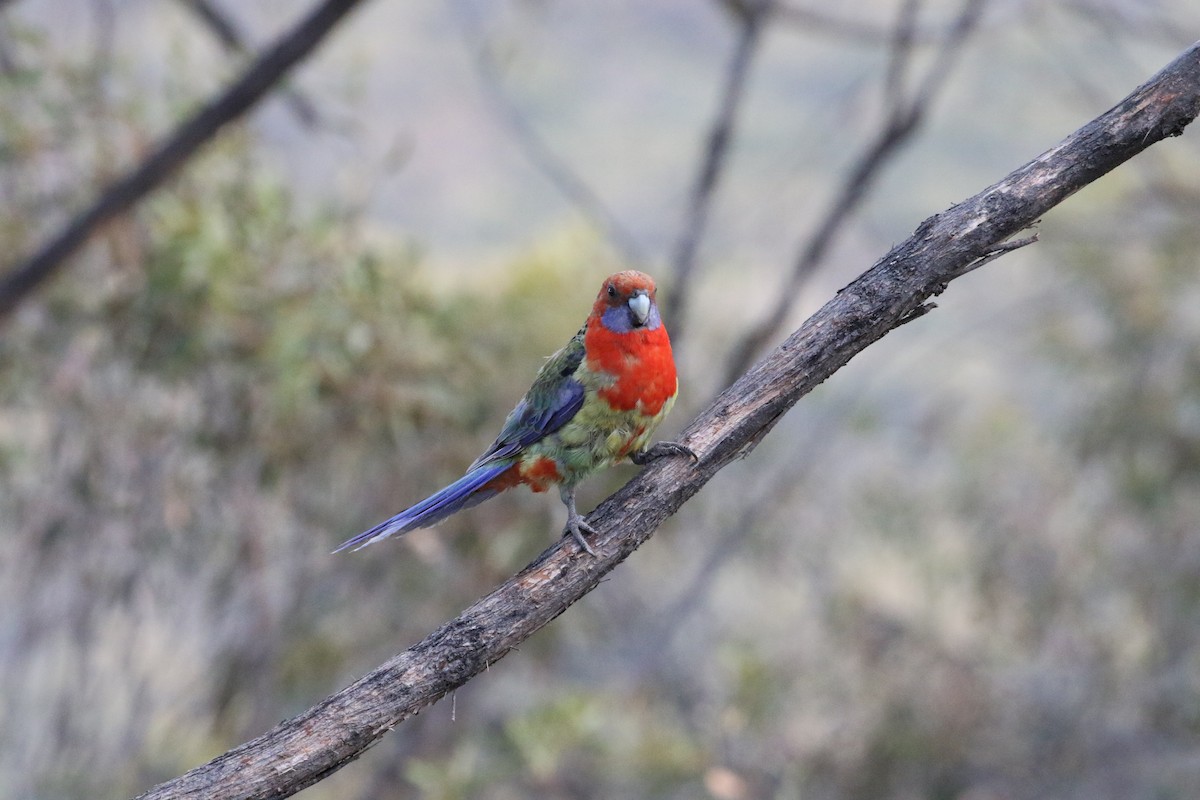 Crimson x Eastern Rosella (hybrid) - ML199481901