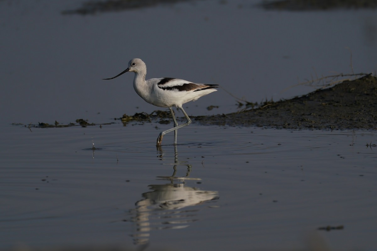 Avocette d'Amérique - ML199481911