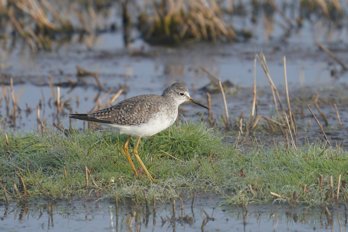 Lesser Yellowlegs - ML199482041