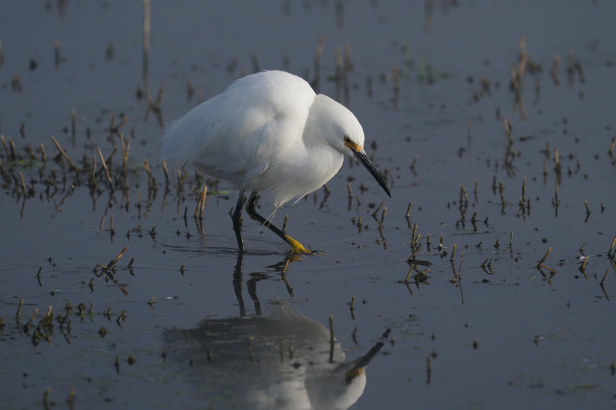 Aigrette neigeuse - ML199482071