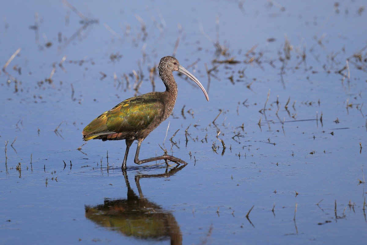 Ibis à face blanche - ML199482141