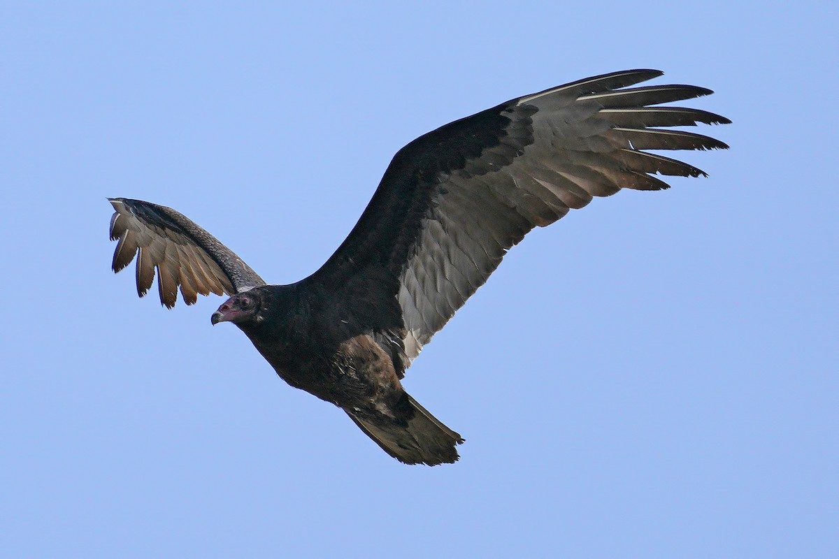 Turkey Vulture - Dave Jurasevich
