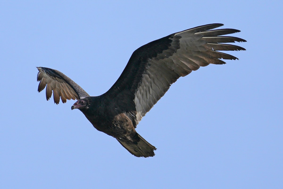 Turkey Vulture - ML199482161