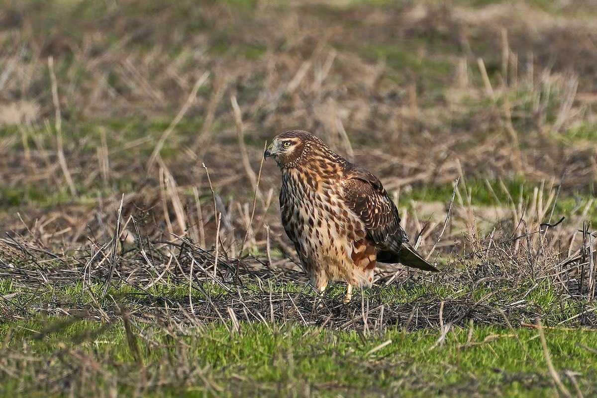 Northern Harrier - Dave Jurasevich