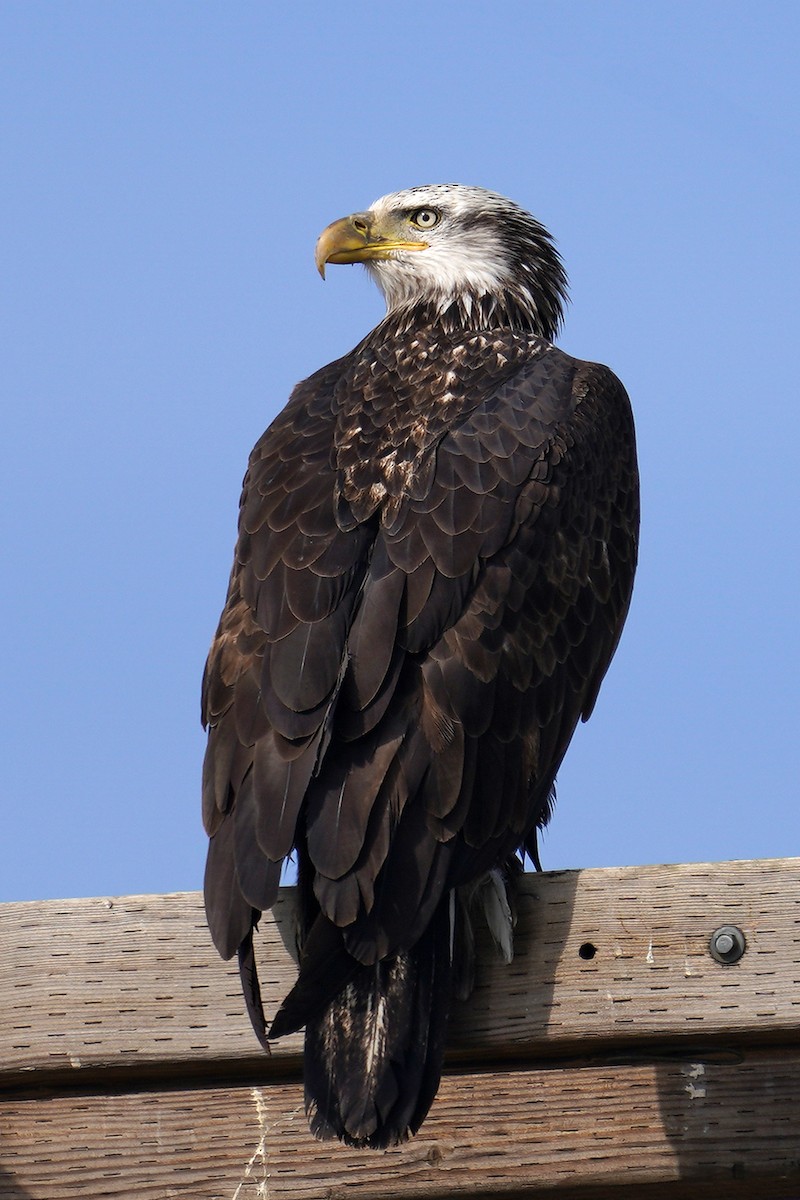 Bald Eagle - Dave Jurasevich