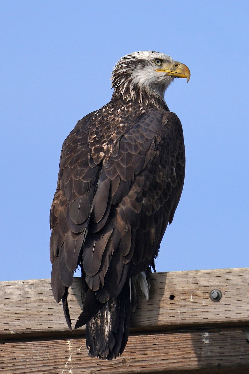 Weißkopf-Seeadler - ML199482211