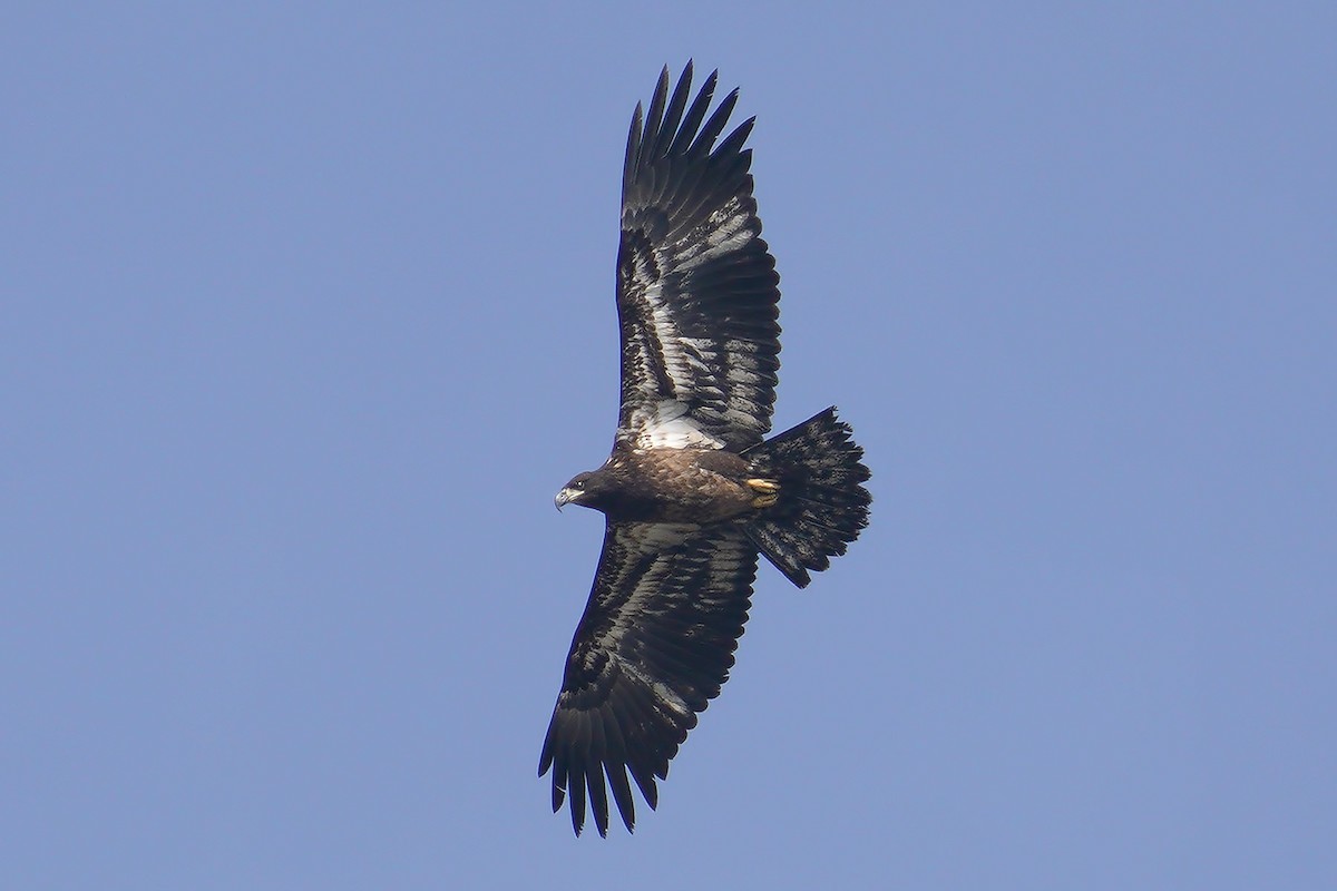 Weißkopf-Seeadler - ML199482221