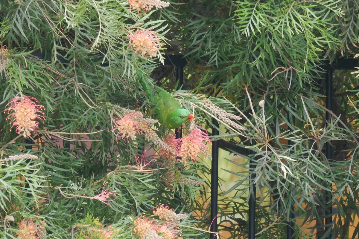 Scaly-breasted Lorikeet - ML199482241