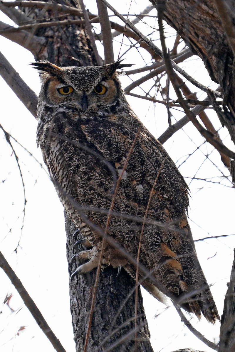 Great Horned Owl - Dave Jurasevich