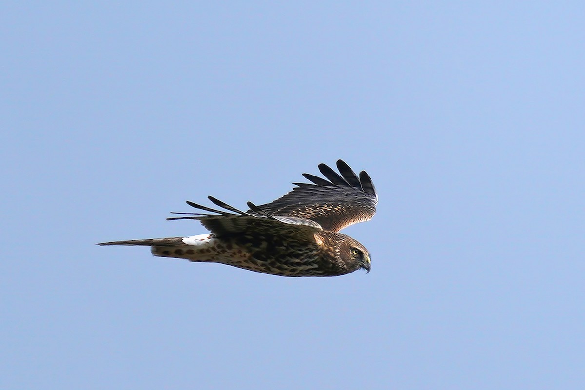 Northern Harrier - ML199482281