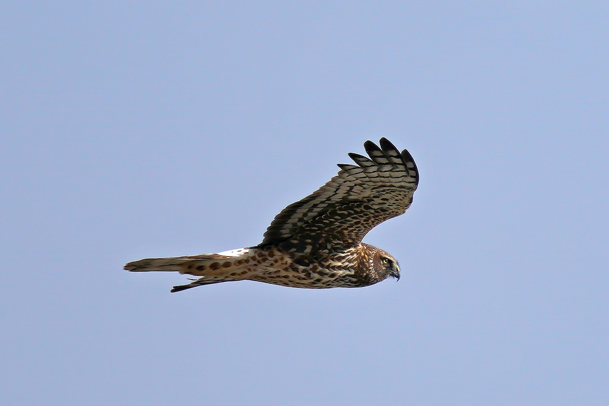 Northern Harrier - Dave Jurasevich