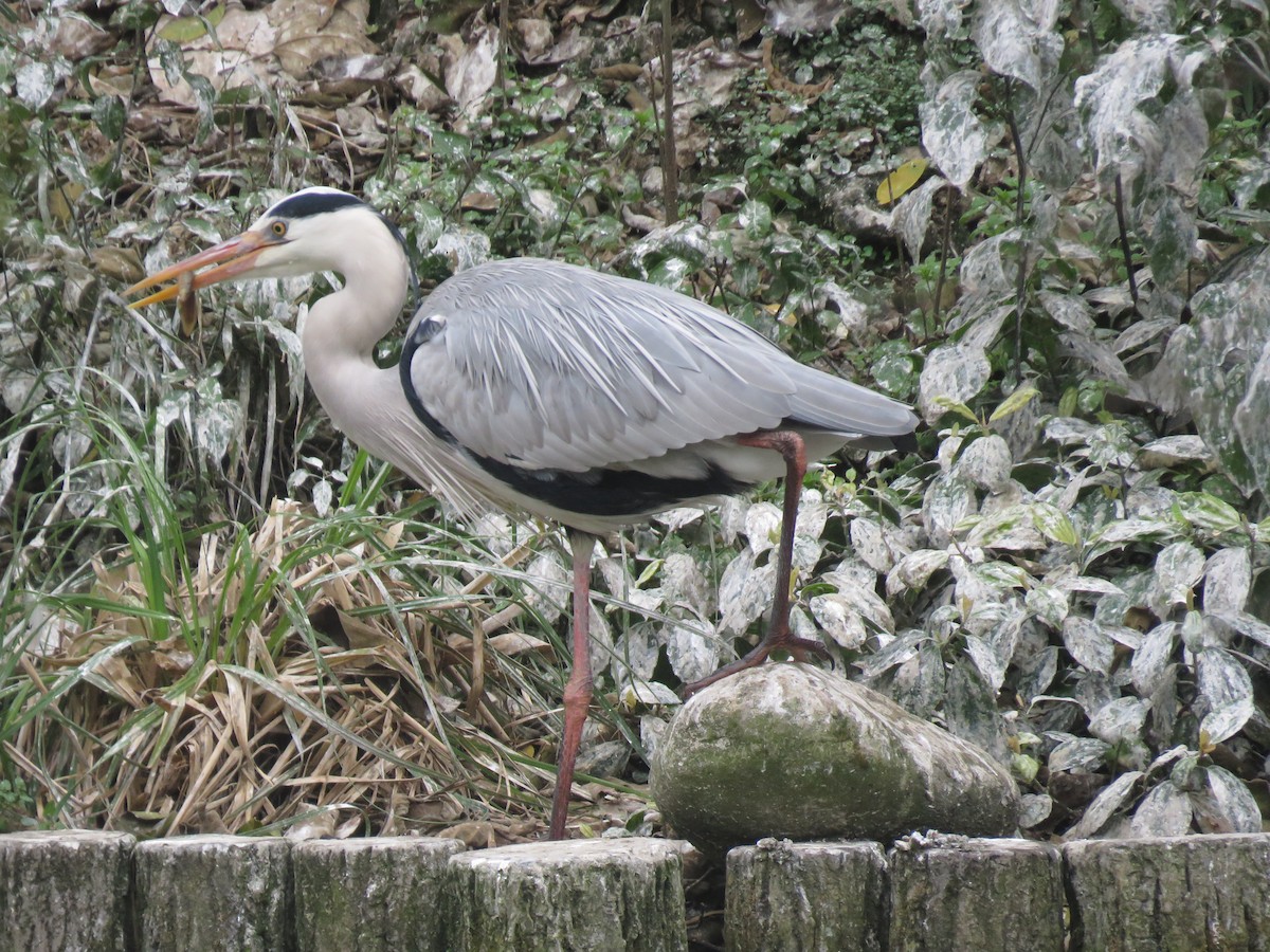 Gray Heron - Lori Liu