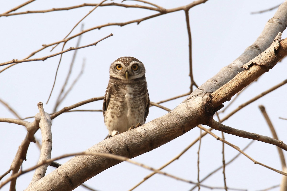 Spotted Owlet - ML199483351