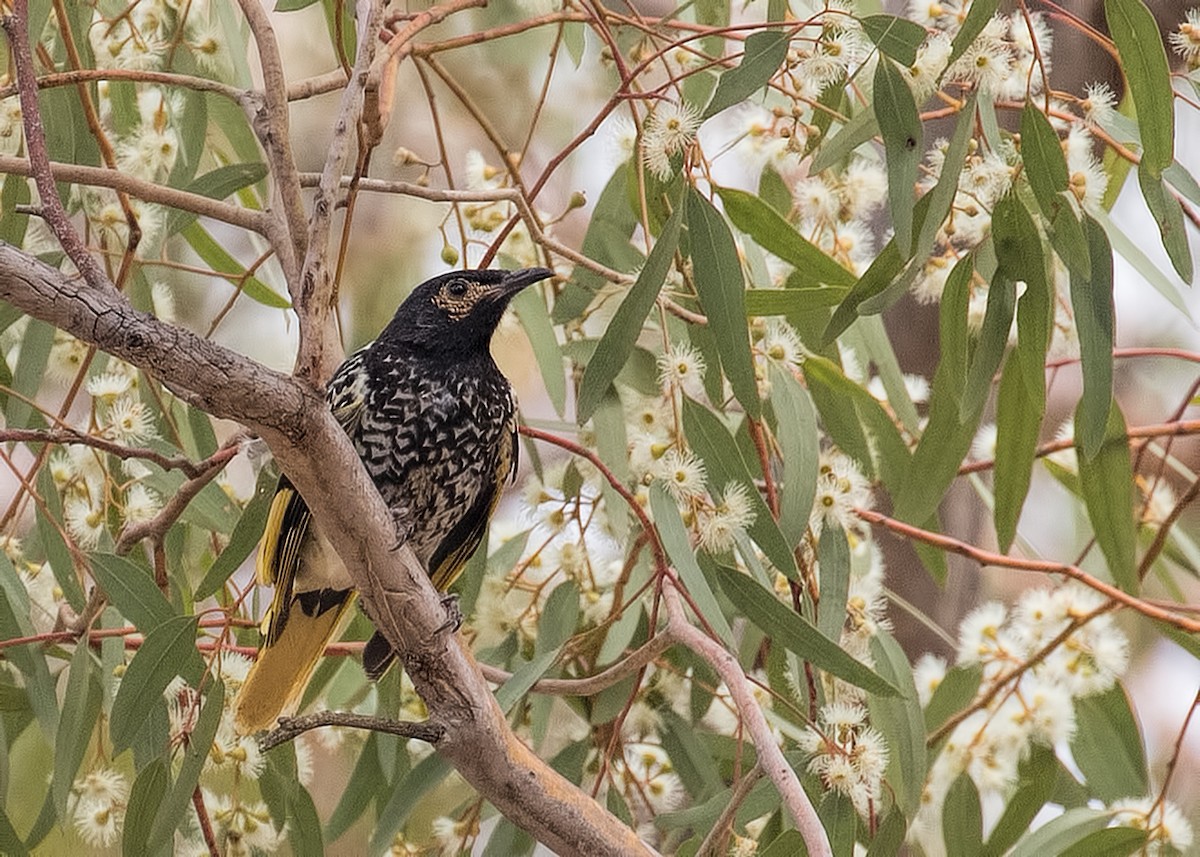 Regent Honeyeater - Julie Clark