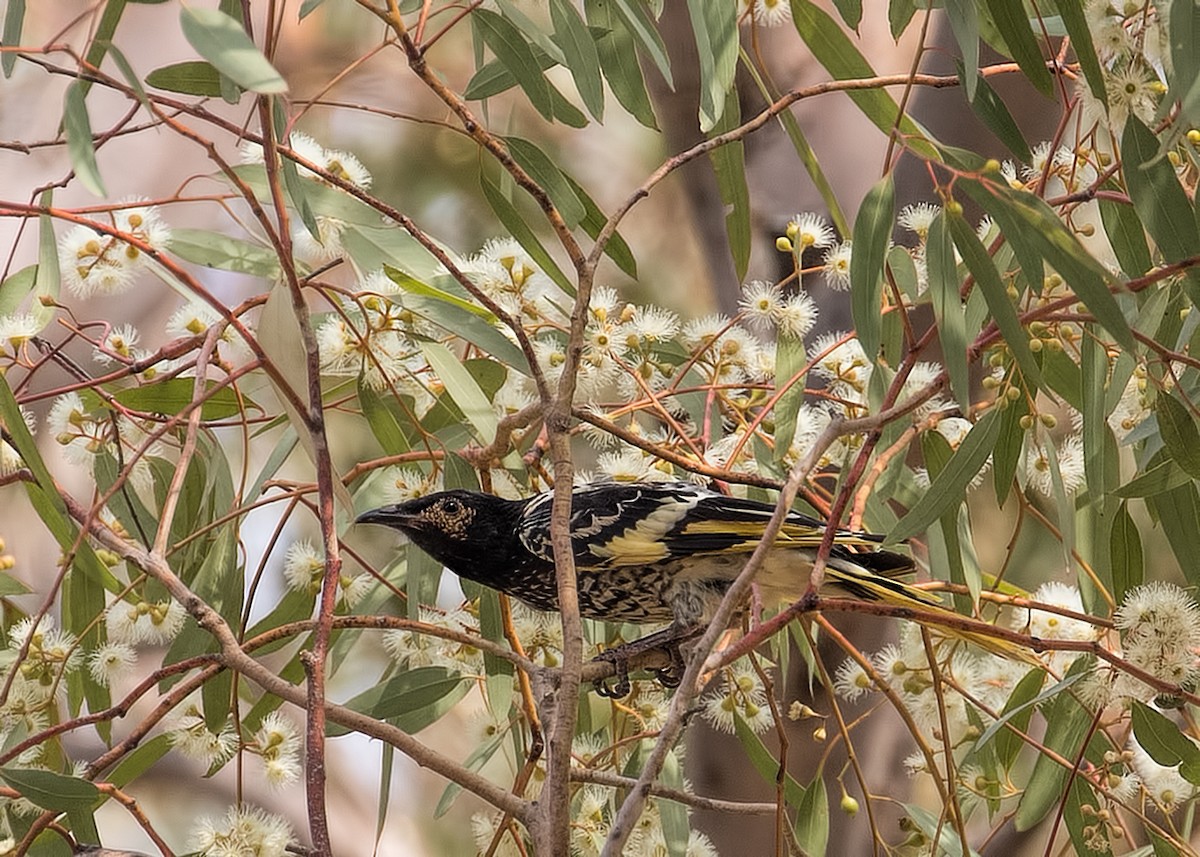 Regent Honeyeater - Julie Clark