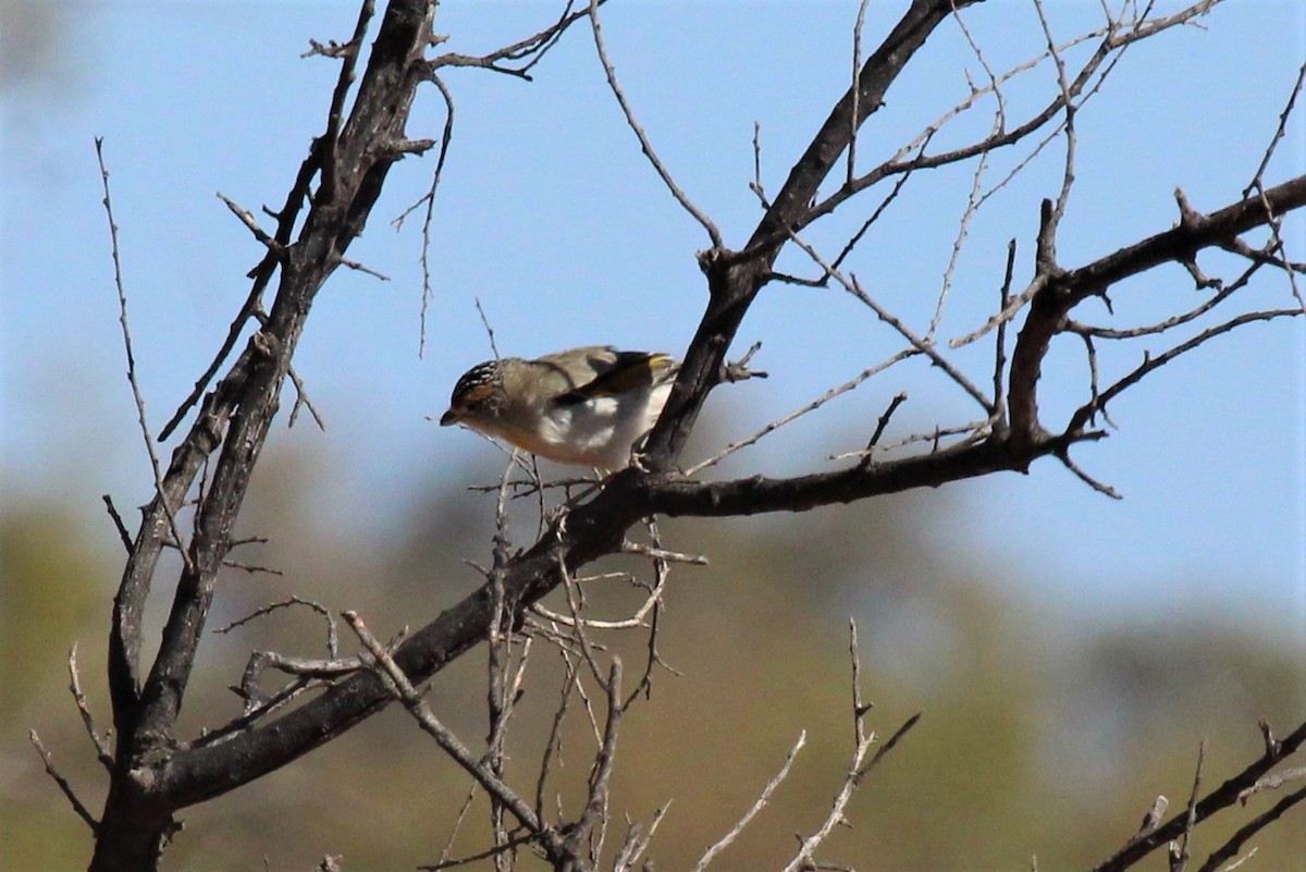 Rotbrauen-Panthervogel - ML199485591