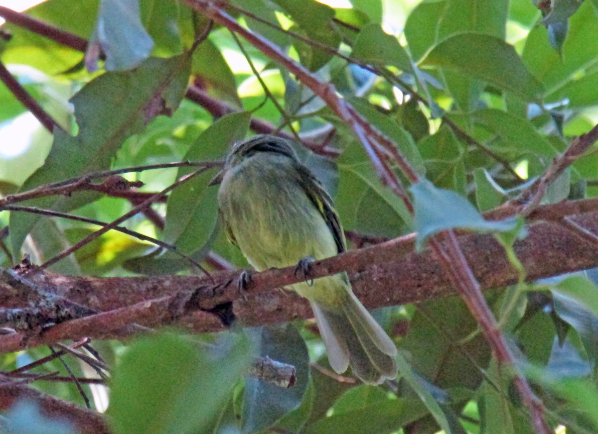 Yellow-crowned Elaenia - ML199485791