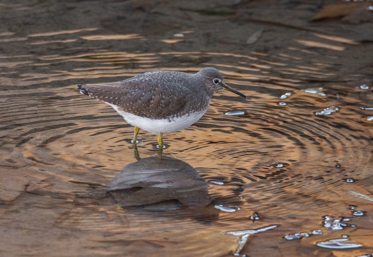 Green Sandpiper - Slava Luzanow