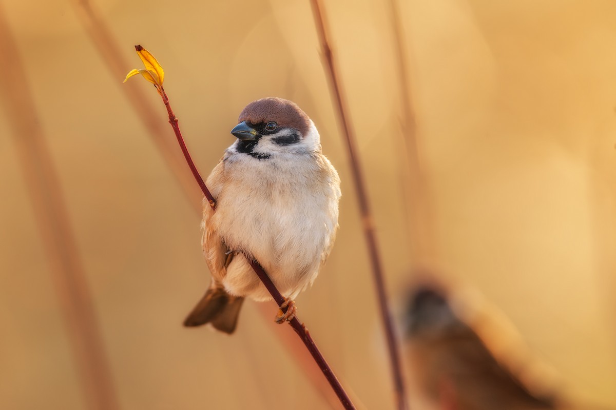 Eurasian Tree Sparrow - ML199486541