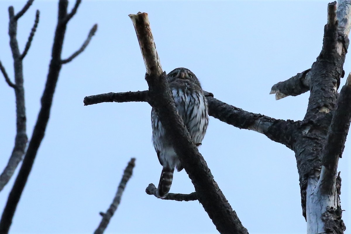 kulíšek mexický - ML199487411