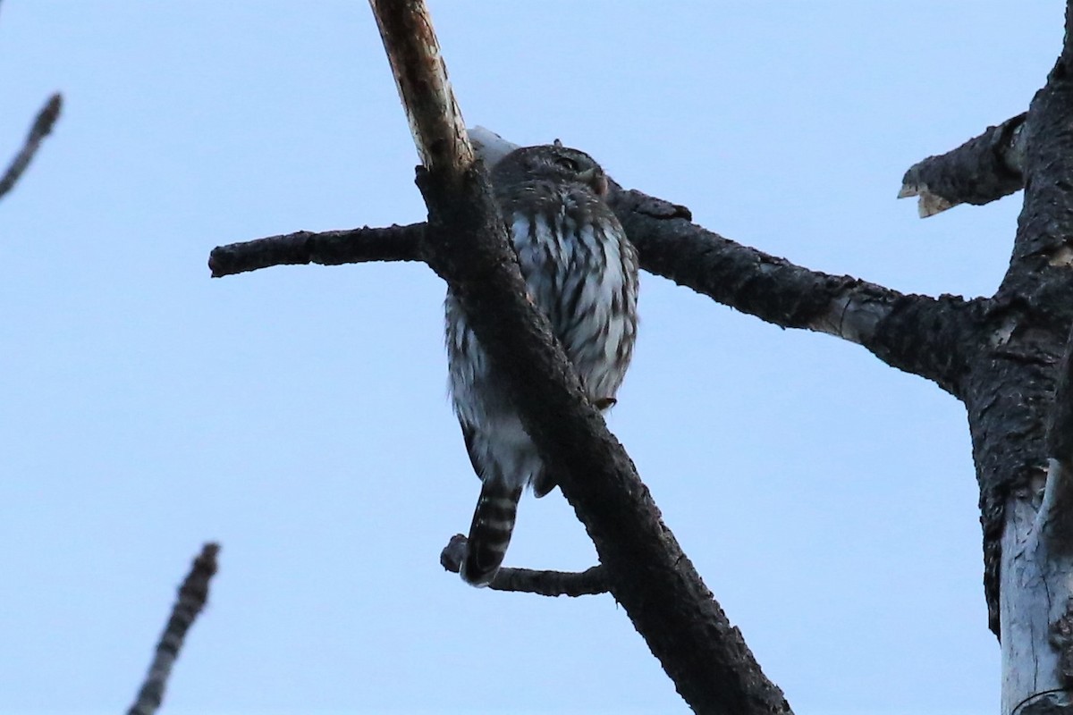 kulíšek mexický - ML199487421