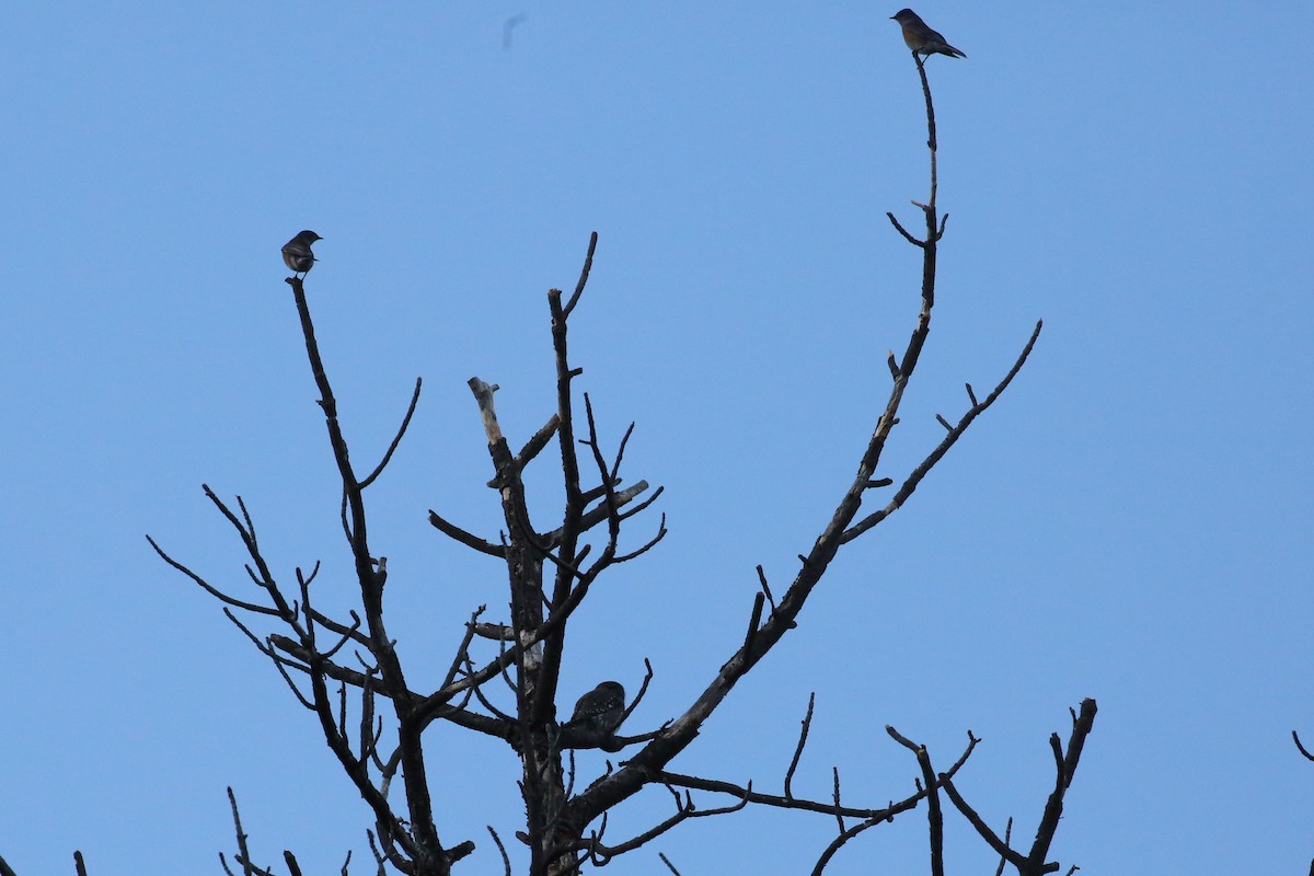 kulíšek mexický - ML199487471