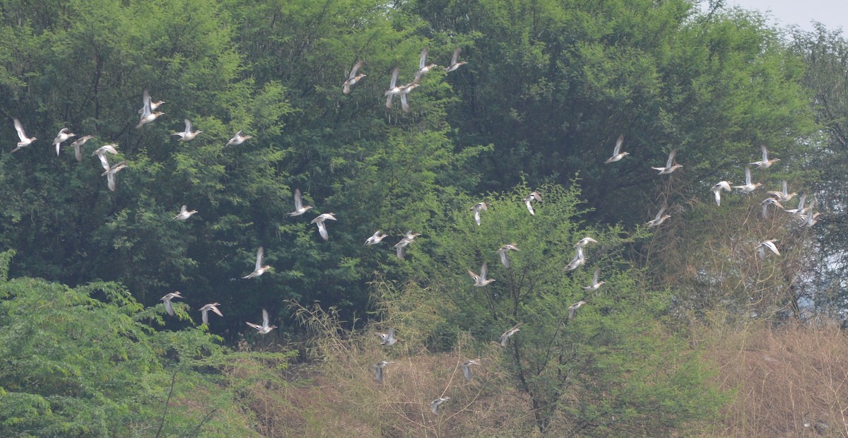 Green-winged Teal - AM AMSA