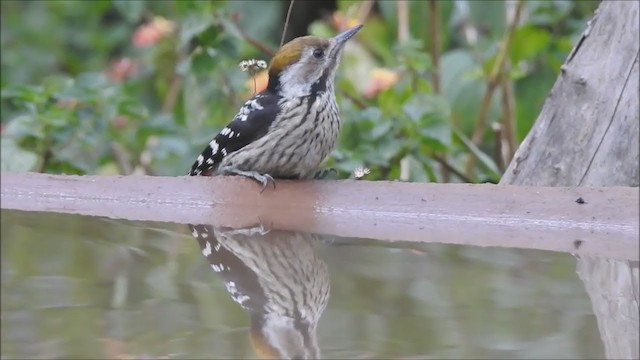 Brown-fronted Woodpecker - ML199488441